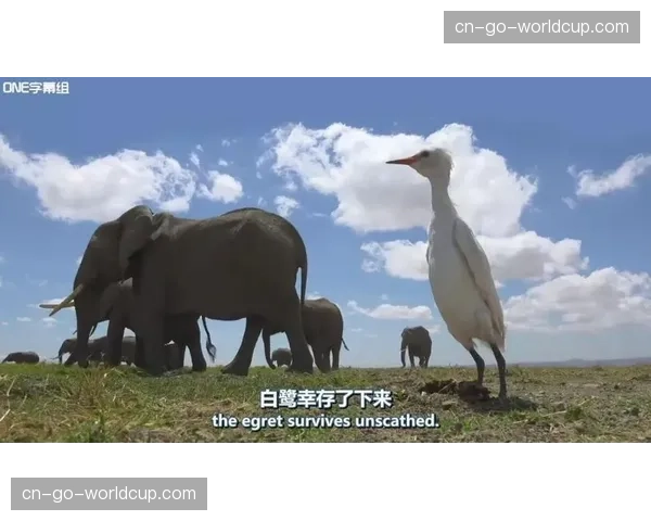 BBC制作纪录片:《速度革命:英超联赛的战术进化》 BBC制作纪录片:《速度革命:英超联赛的战术进化》